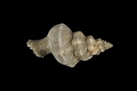 藏品(旋梯花仙螺)的圖片